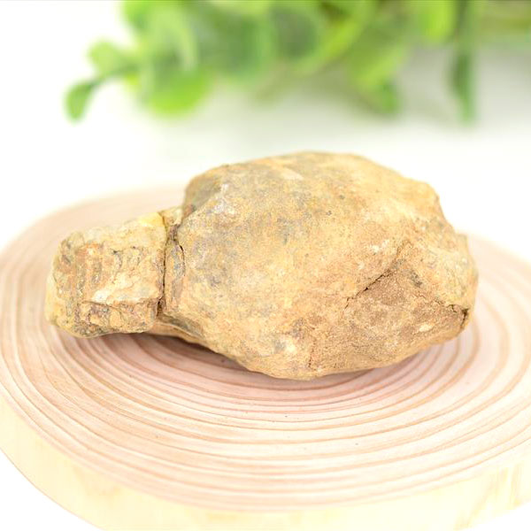 三葉虫 ノジュール コンクリーション 化石 Trilobite 割る前 発掘体験 モロッコ産