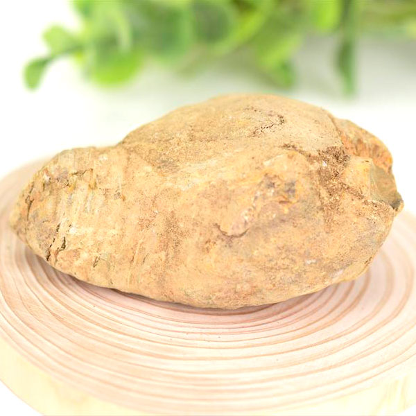 三葉虫 ノジュール コンクリーション 化石 Trilobite 割る前 発掘体験 モロッコ産