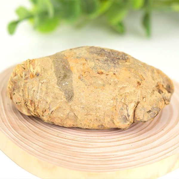 三葉虫 ノジュール コンクリーション 化石 Trilobite 割る前 発掘体験 モロッコ産