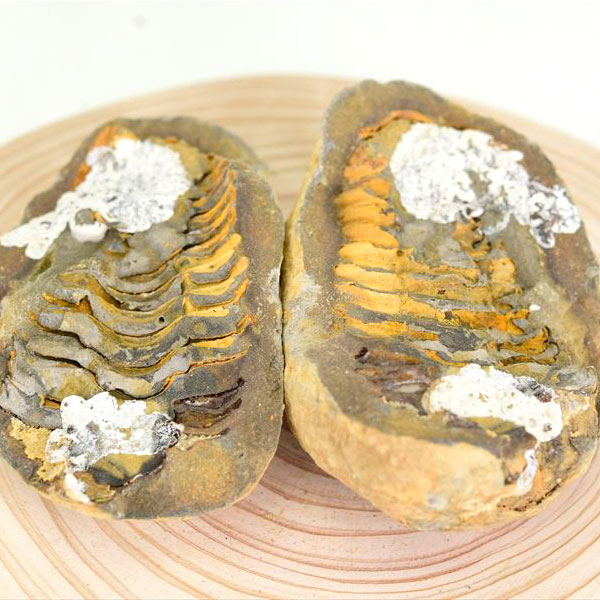 三葉虫 ノジュール コンクリーション 化石 Trilobite 割る前 発掘体験 モロッコ産