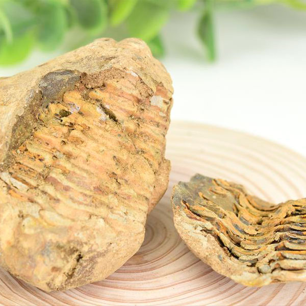 三葉虫 ノジュール コンクリーション 化石 Trilobite 割る前 発掘体験 モロッコ産