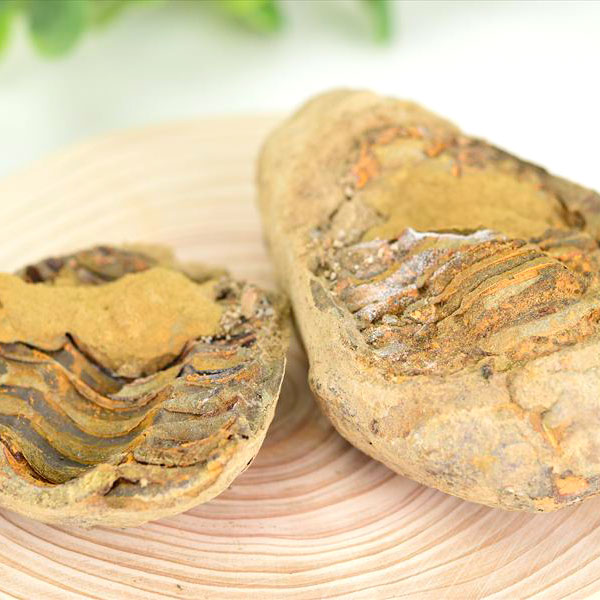 三葉虫 ノジュール コンクリーション 化石 Trilobite 割る前 発掘体験 モロッコ産