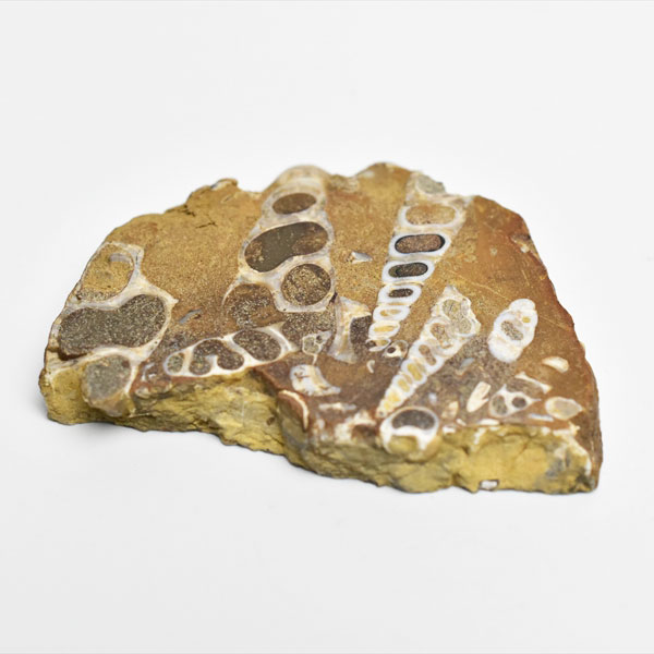 ツリテラ　キリガイダマシ　巻貝　化石　スライス　turritella　ワシントン　エリミアテネラ　腹足類