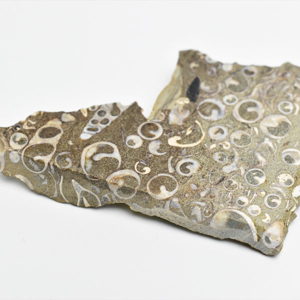 ツリテラ　キリガイダマシ　巻貝　化石　スライス　turritella　ワシントン　エリミアテネラ　腹足類