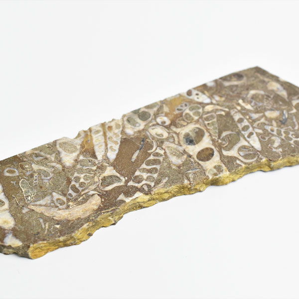 ツリテラ　キリガイダマシ　巻貝　化石　スライス　turritella　ワシントン　エリミアテネラ　腹足類