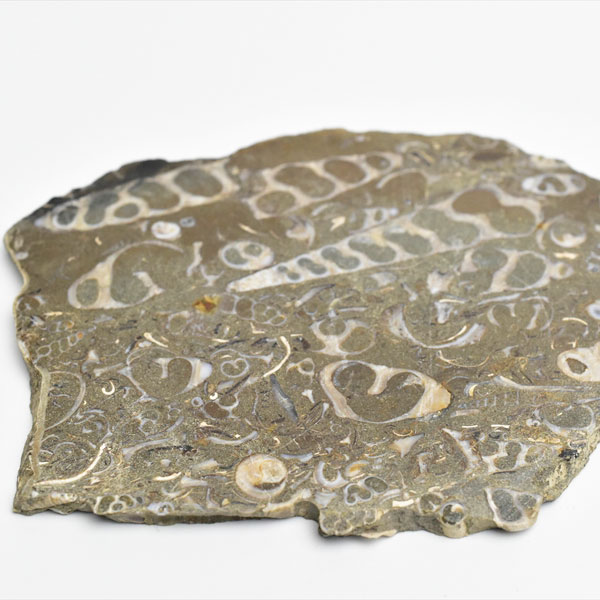 ツリテラ　キリガイダマシ　巻貝　化石　スライス　turritella　ワシントン　エリミアテネラ　腹足類