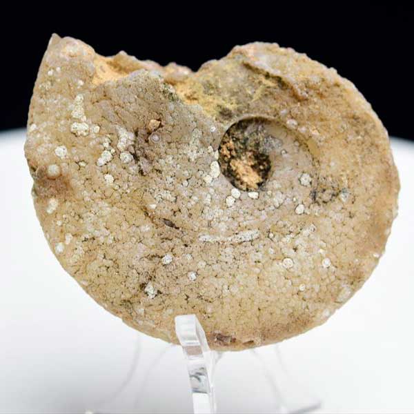 モロッコ産　アンモナイト　化石　方解石化　カルサイト化　Ammonite　アップストーンオンビル