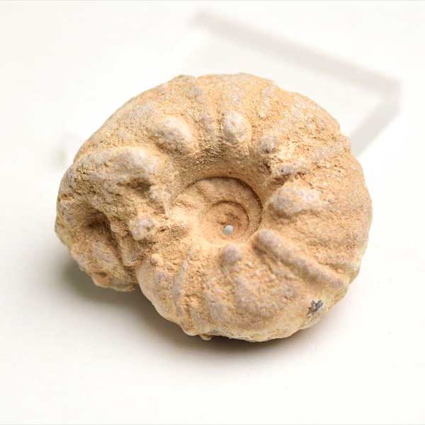 モロッコ産　アンモナイト　化石　方解石化　瑪瑙化　メノウ化　カルサイト化　Ammonite　アップストーンオンビル