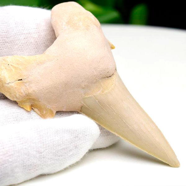 サメの歯　オトドゥス　ホホジロザメ　鮫　歯　牙　化石　モロッコ産　フォッシル　