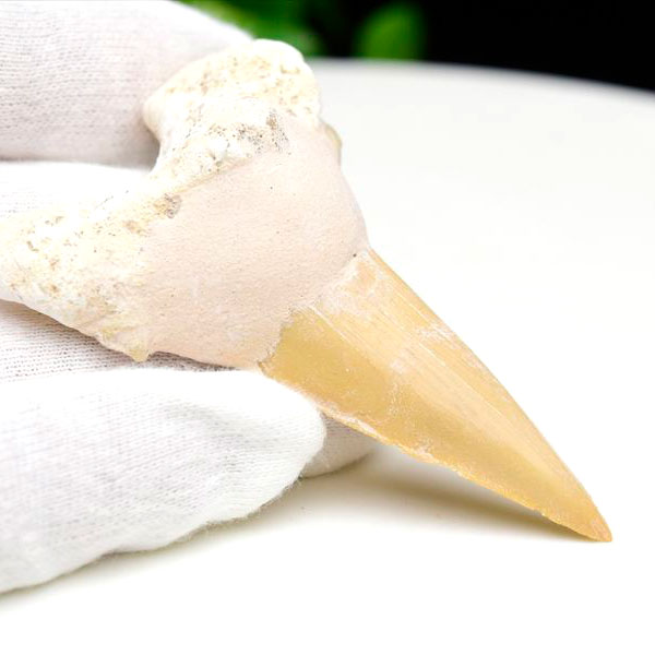 サメの歯　オトドゥス　ホホジロザメ　鮫　歯　牙　化石　モロッコ産　フォッシル　