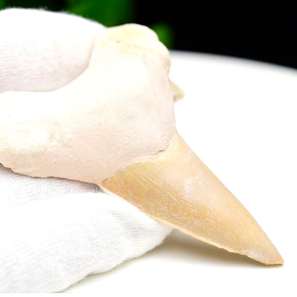 サメの歯　オトドゥス　ホホジロザメ　鮫　歯　牙　化石　モロッコ産　フォッシル　