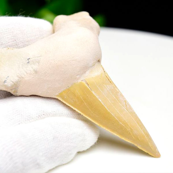 サメの歯　オトドゥス　ホホジロザメ　鮫　歯　牙　化石　モロッコ産　フォッシル　