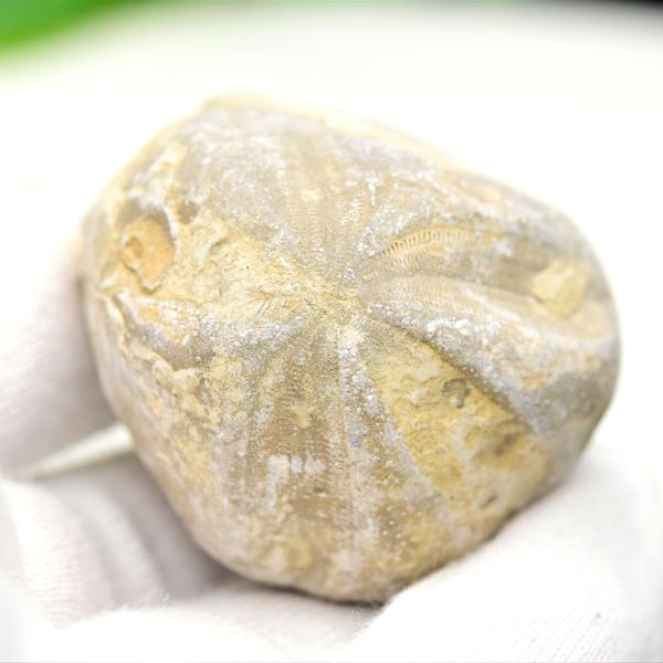 ウニ　化石　モロッコ産　ブンブク　ハートウニ　棘皮　花模様　フォッシル　うにの化石