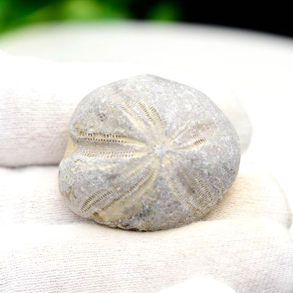 ウニ　化石　モロッコ産　ブンブク　ハートウニ　棘皮　花模様　フォッシル　うにの化石