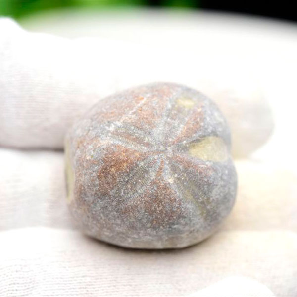 ウニ　化石　モロッコ産　ブンブク　ハートウニ　棘皮　花模様　フォッシル　うにの化石