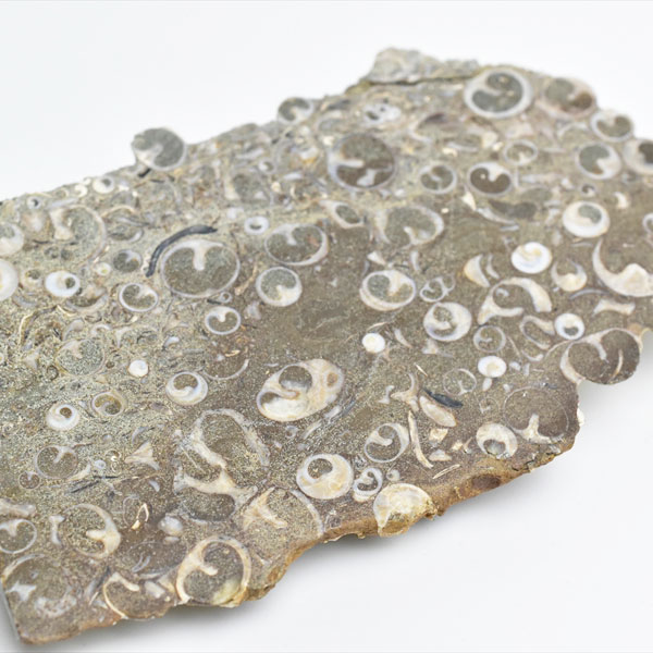 モロッコ産ホホジロザメの歯の化石