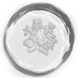 ３５ｍｍ　グラスインタリオ　スミレ