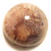 菊目石（コーラルアゲート・フォッシルコーラル）天然カボション