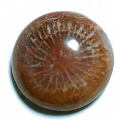 サンゴメノー　１６．２ｍｍ　ラウンド 