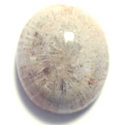 ２０．６×１７．２　オーバル　菊目石