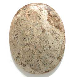 フォッシルコーラル　コーラルアゲート　４８×３８　オーバル　菊目石