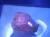 アウイナイト原石　HA071RP1　３．０７０ｃｔ
