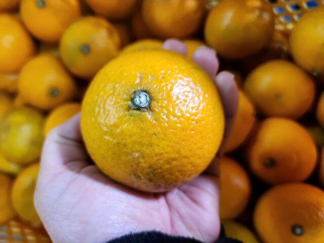 至福のこぶりなスイートスプリング 3キロ～