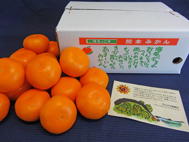 家庭用みかん早生