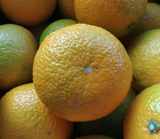 スイートスプリング　やまぶきスイート 2キロ・4キロ