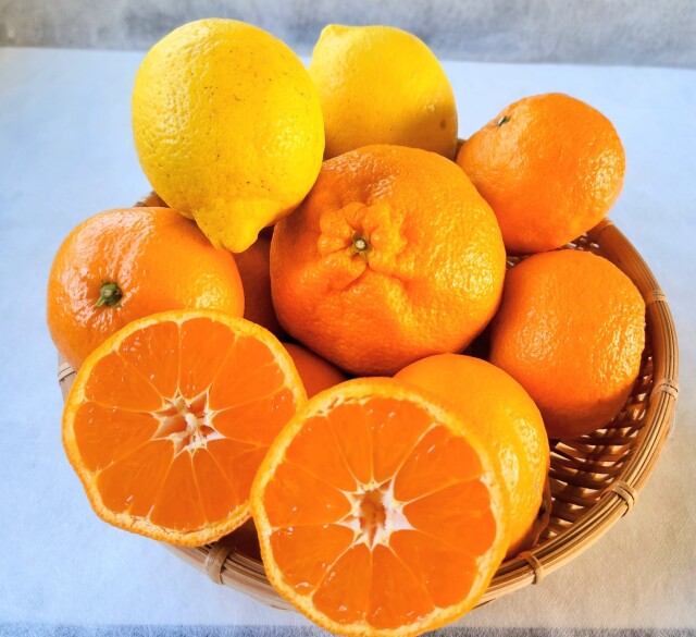 柑橘詰め合わせセット  3キロ～