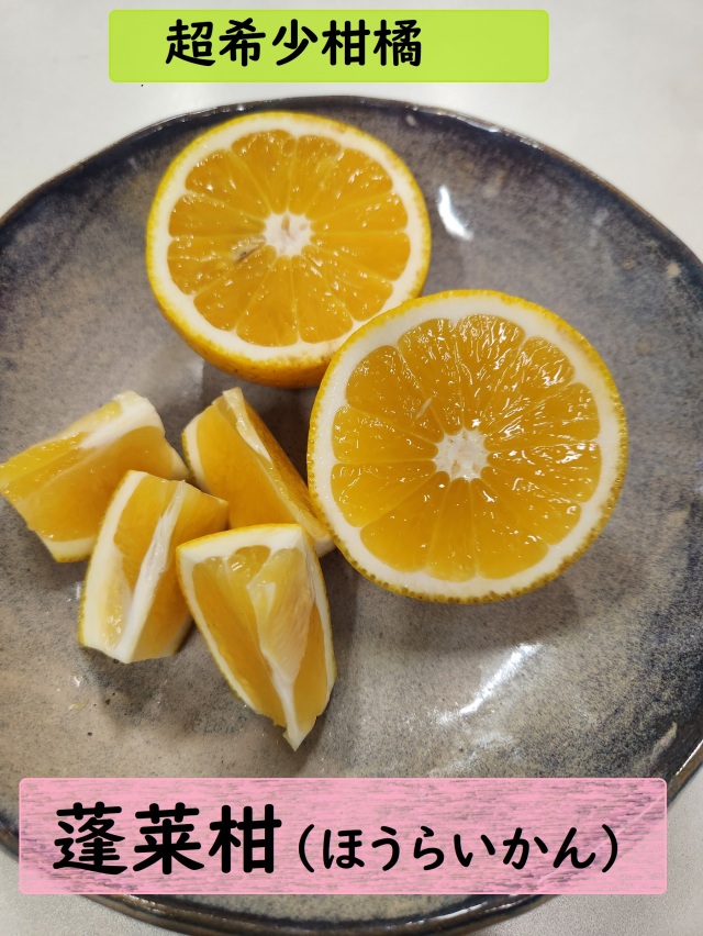 幻の柑橘　蓬莱柑（ほうらいかん）2.5キロ・５キロ