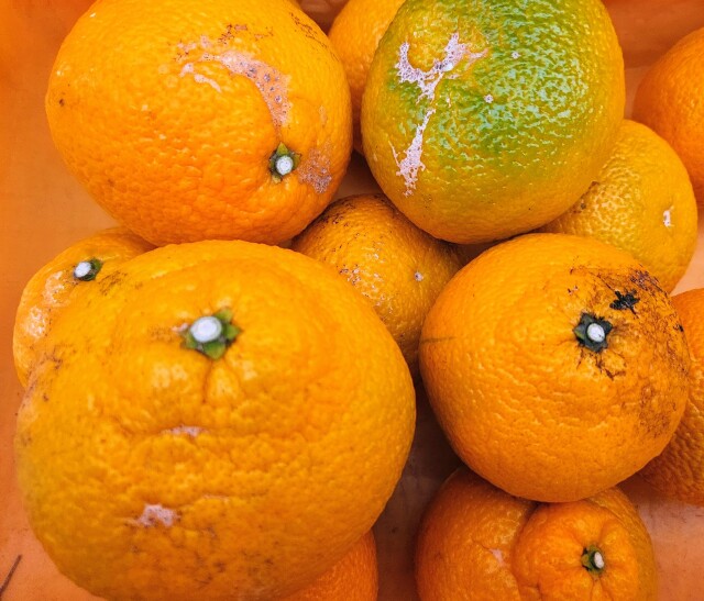 お得！不揃いスイートスプリング　３キロ～