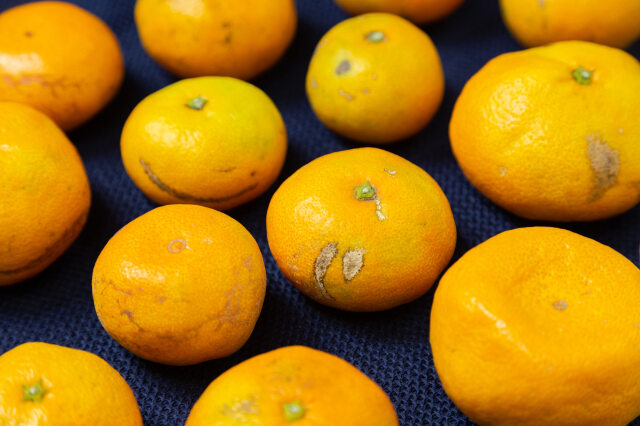 わんぱくみかん