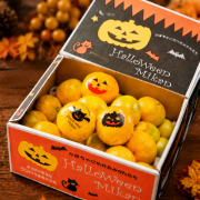 (予約販売）ハロウィンみかん