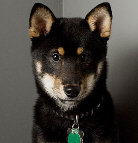 柴犬 ブラック 携帯ストラップ｜名入れ無料【バンカクラフト】レザー本 