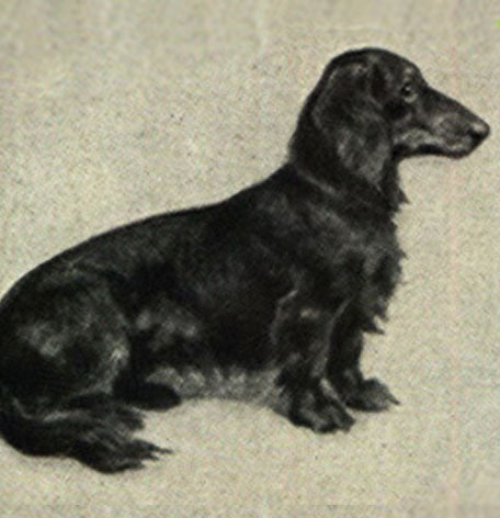 ダックスフンド ブラック 本革製イヤホンジャックアクセサリー スマホワンちゃん