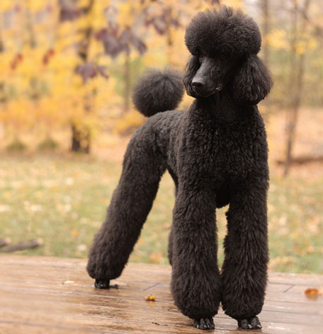 プードル ブラック 本革携帯犬ストラップ プチワンチャン プードルブラック,キーホルダー,革,ギフト,VANCA