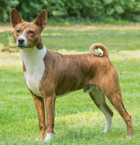 バセンジー 携帯ストラップ 名入れ無料 バンカクラフト レザー本革 革製品のvanca