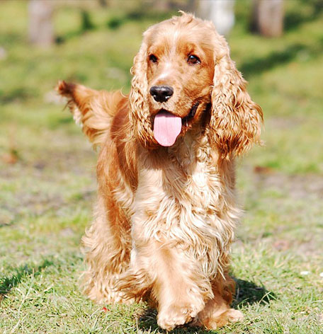 コカスパニエル キーホルダー レザー本革 革物語のvancaショップ