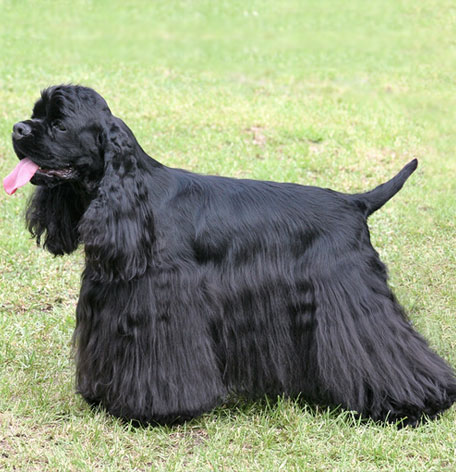 アメリカンコッカーブラック キーホルダー:レザー本革-革物語のVANCA