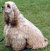 アメリカンコッカースパニエル,キーホルダー,革,ギフト