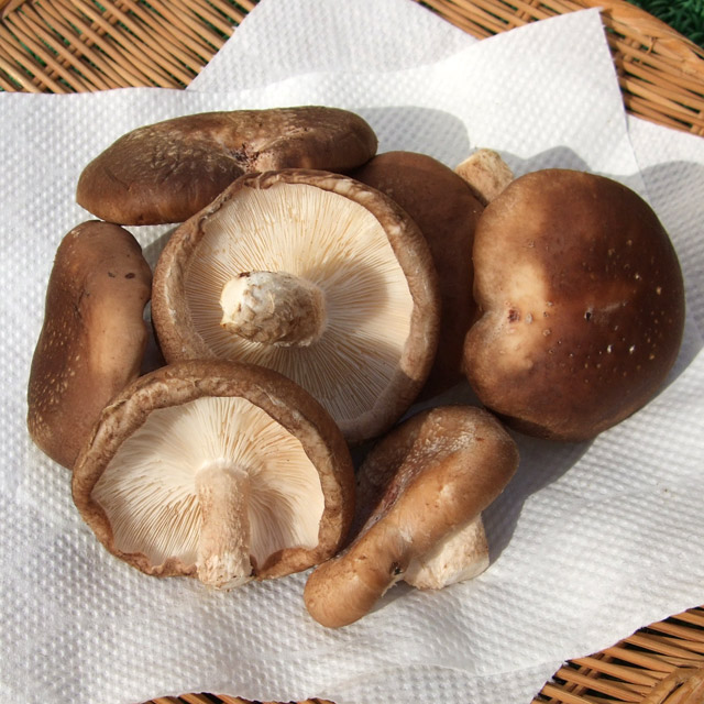 反町さんの旬の不揃い生シイタケ300g