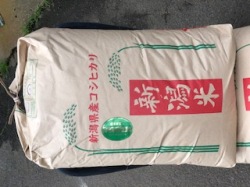 反町さんの栽培期間中農薬・化学肥料を使わない純血コシヒカリ玄米30kg(令和５年度新米)