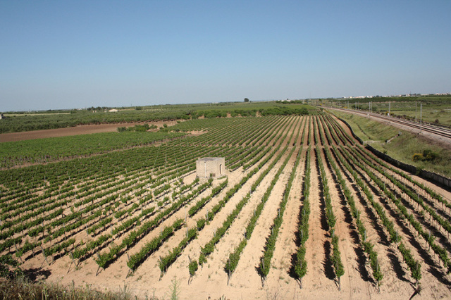 ネロ・ディ・トロイアの畑