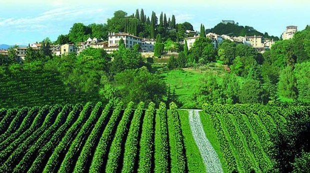 アゾーロの丘の畑