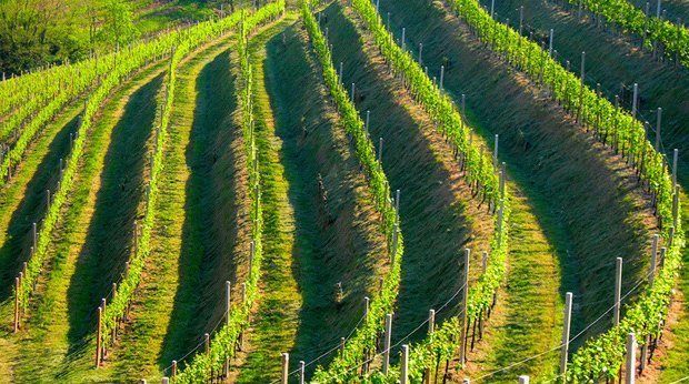 モンテッロの丘の畑