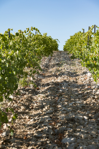 真っ白な石灰岩のグラナクサの畑
