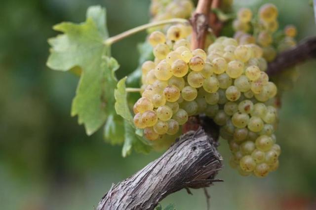 オラスリズリング（ヴェルシュリースリング）