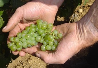 ピュリニーモンラッシェに使用するシャルドネ種