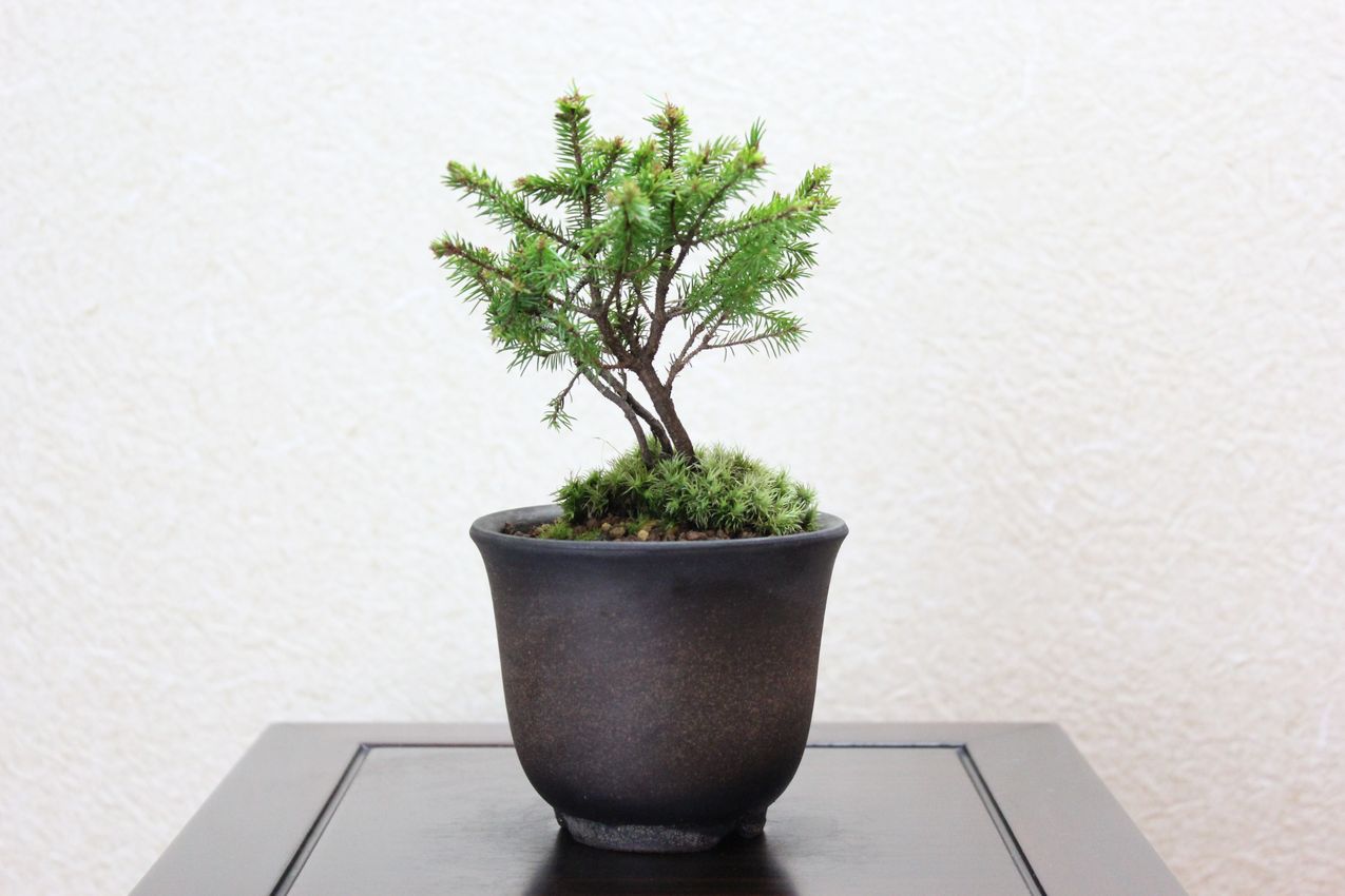 エゾ松,苔,苔玉,ミニ盆栽,盆栽通販,